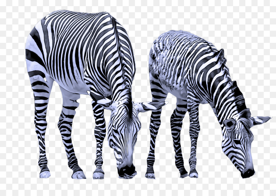 Zebra，Yaban Hayatı PNG