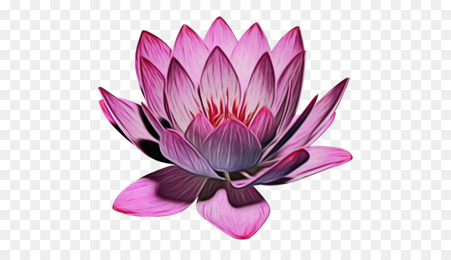 Pembe Lotus，Çiçek Açmak PNG