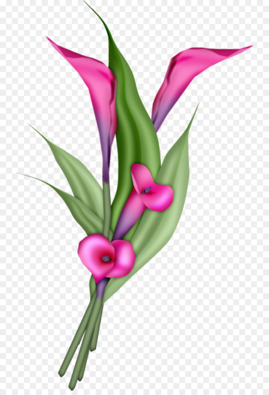 Calla Zambakları，Botanik PNG