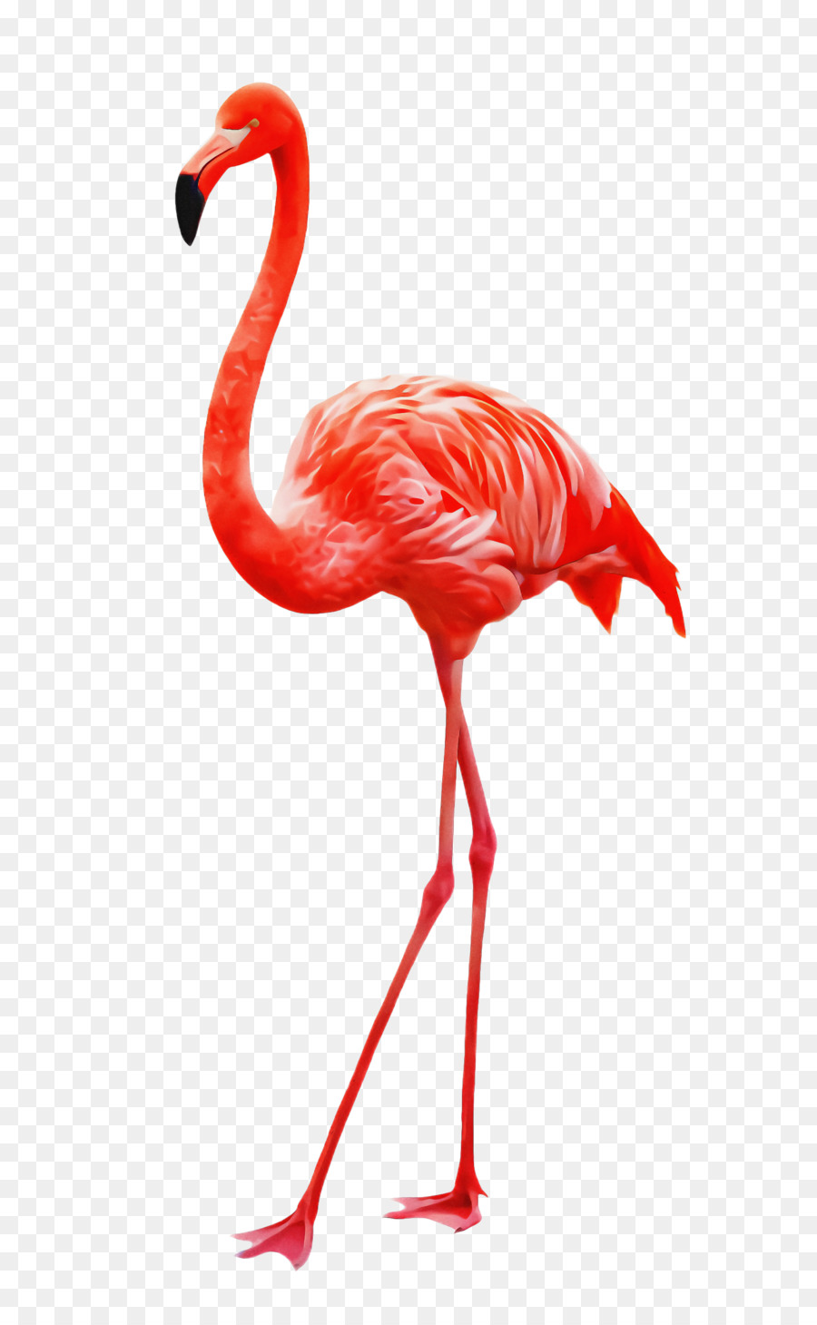 Flamingo，Kuş PNG