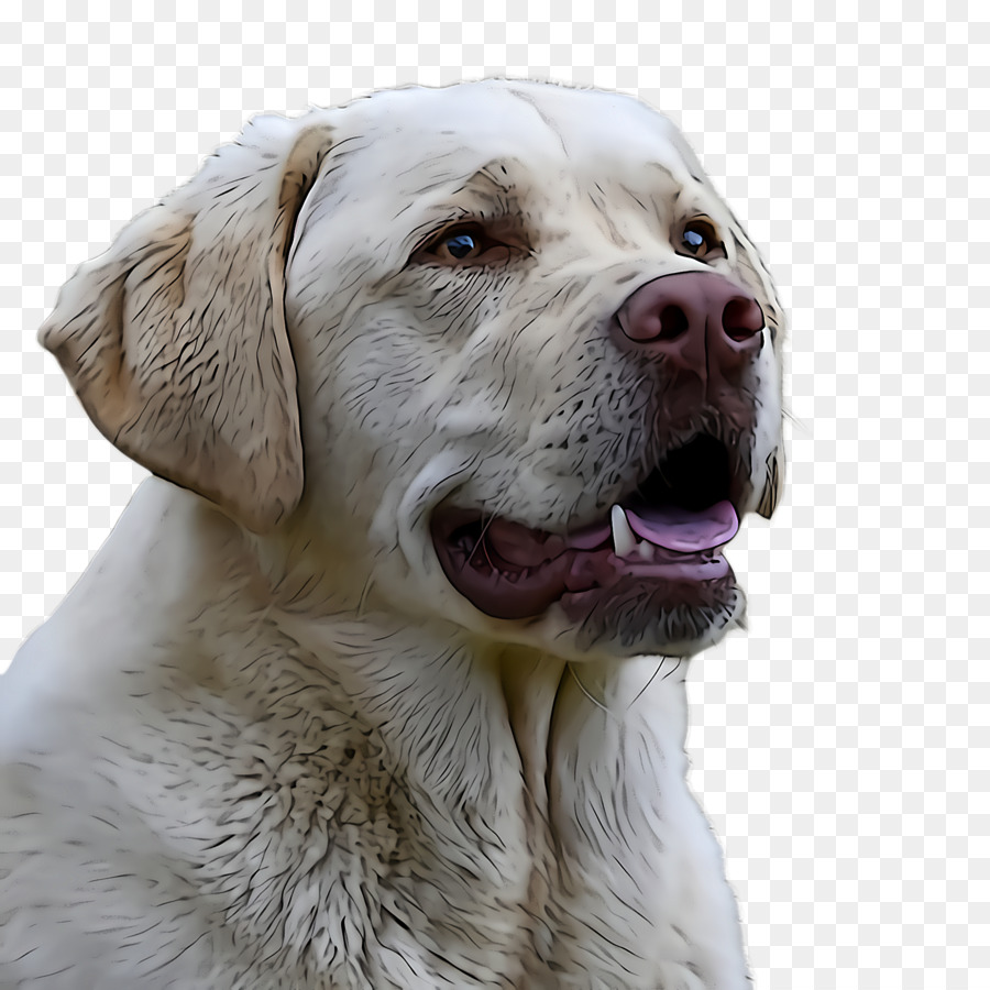 Köpek，Labrador Retriever PNG