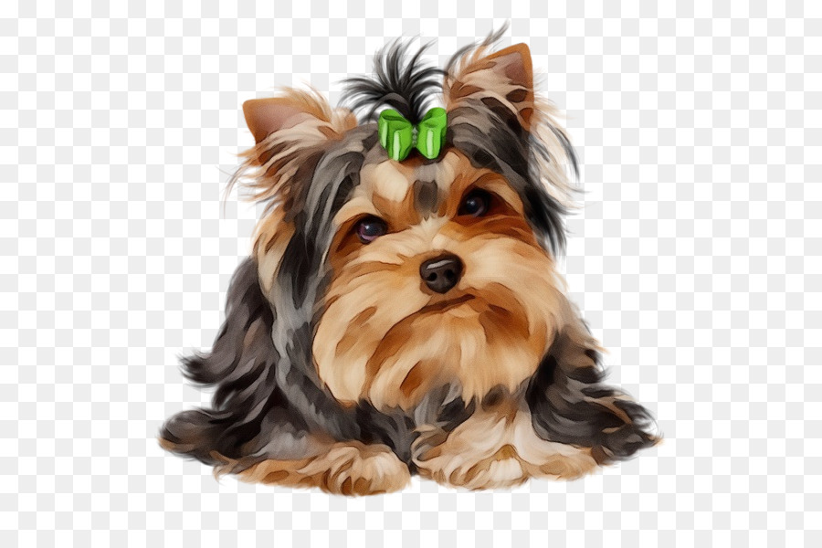 Köpek，Yorkshire Terrier PNG