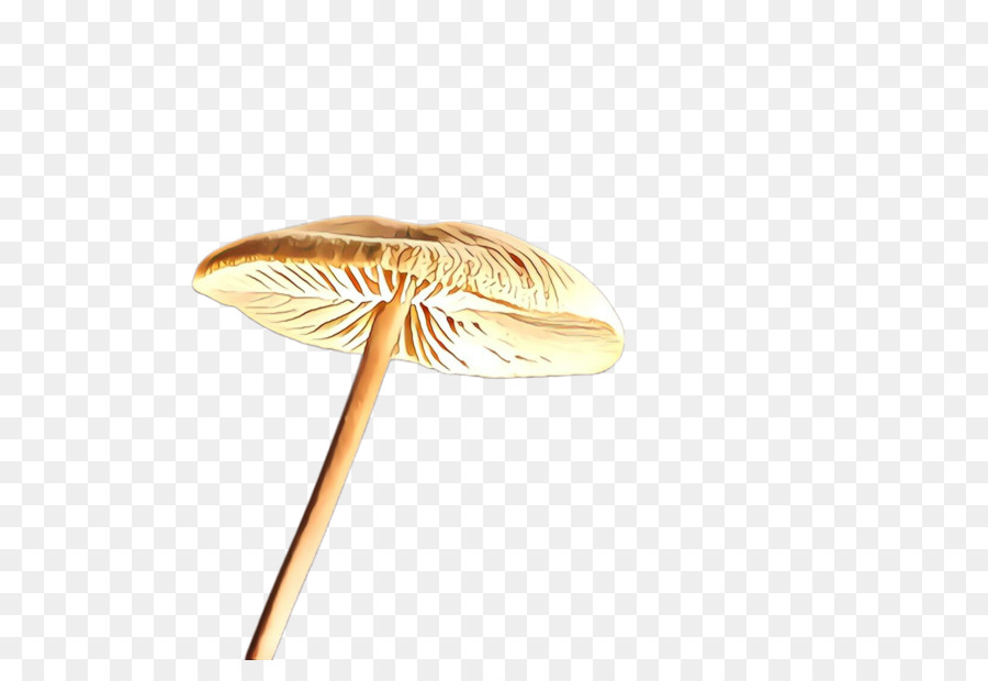 Mantar，Agaricaceae PNG