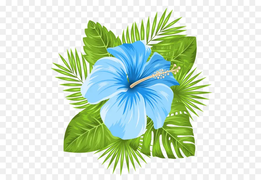 Mavi，Hawaii Hibiscus PNG