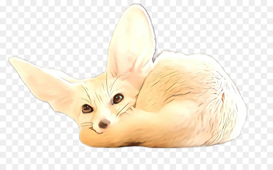 Fennec Tilki，Tilki PNG