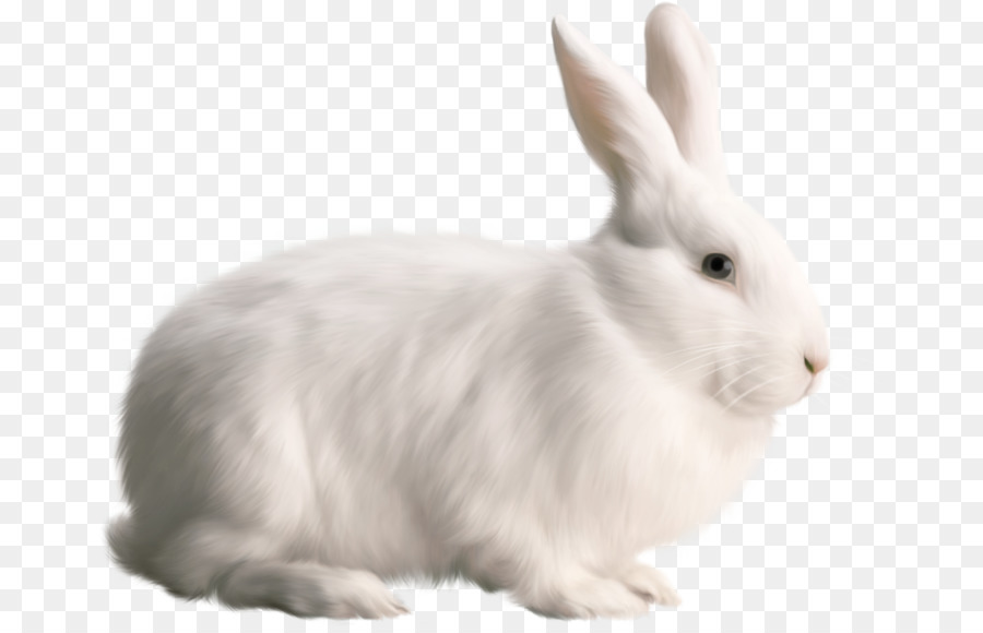 Tavşan，Tavşanlar Ve Tavşanlar PNG