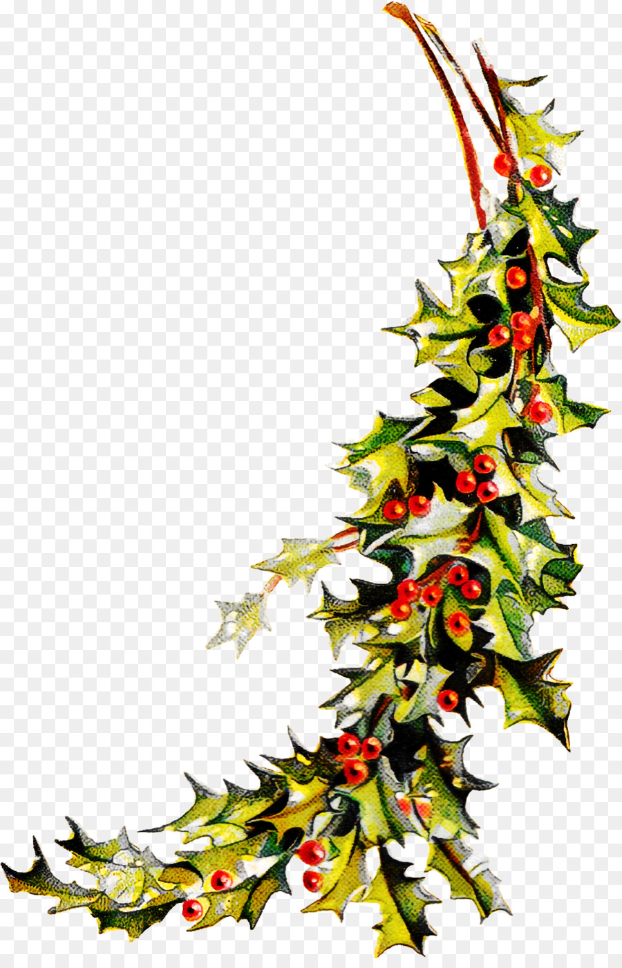 Holly Yaprakları Ve Meyveleri，Noel PNG