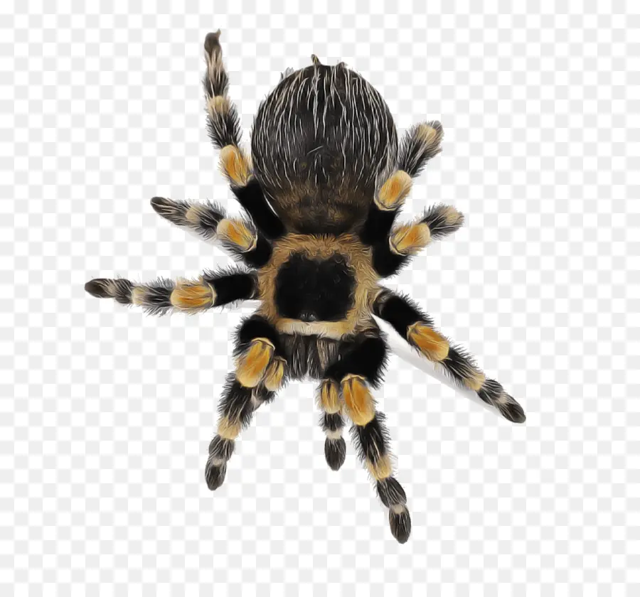 Tarantula，örümcek PNG