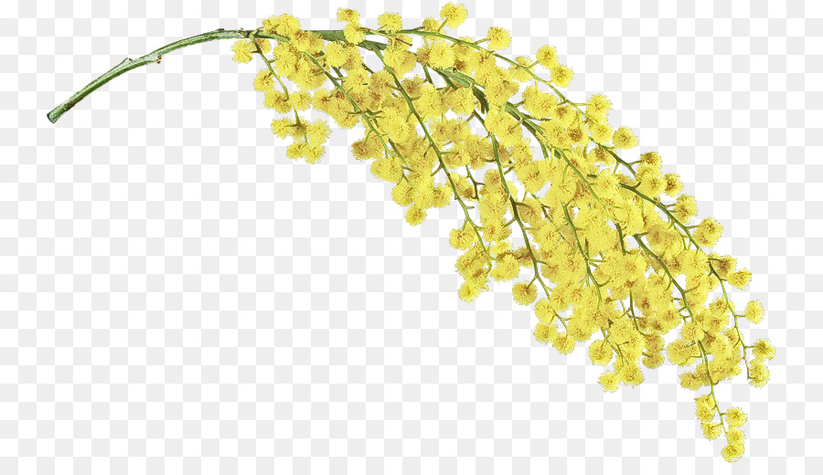 Sarı，Bitki PNG
