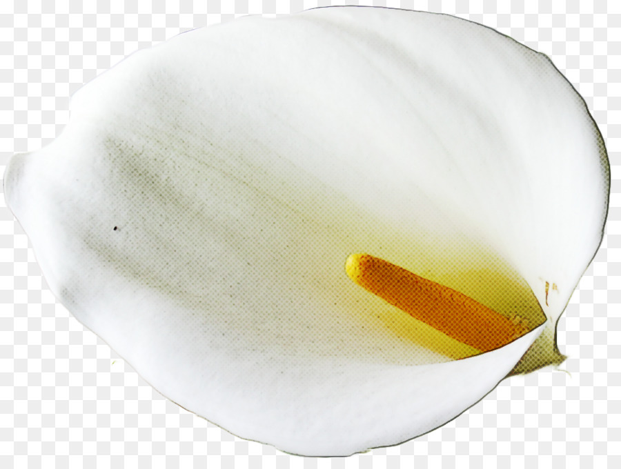 Beyaz， PNG