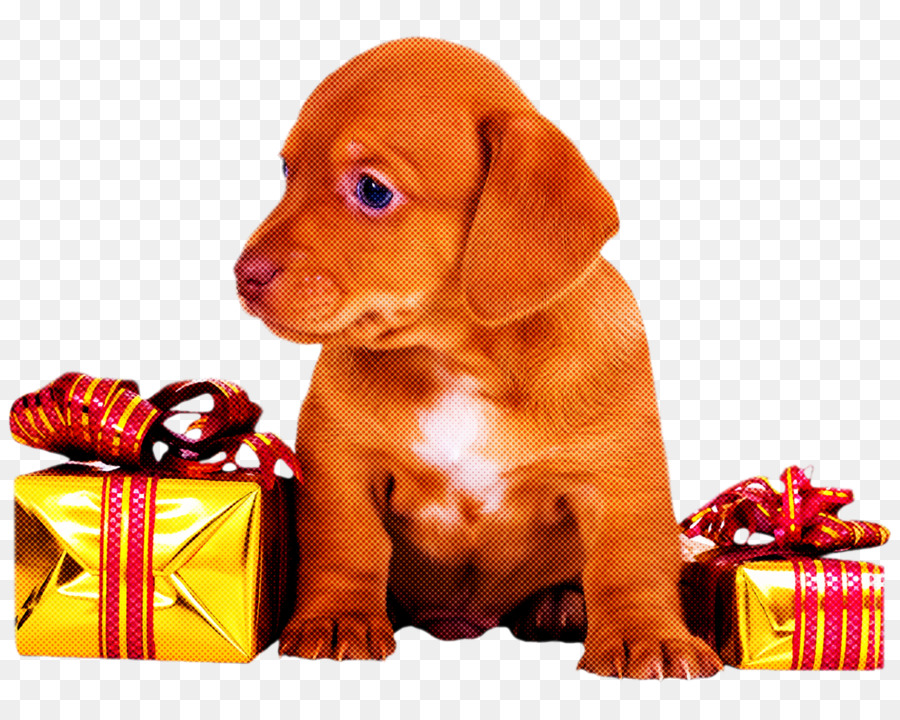 Köpek，Vizsla PNG