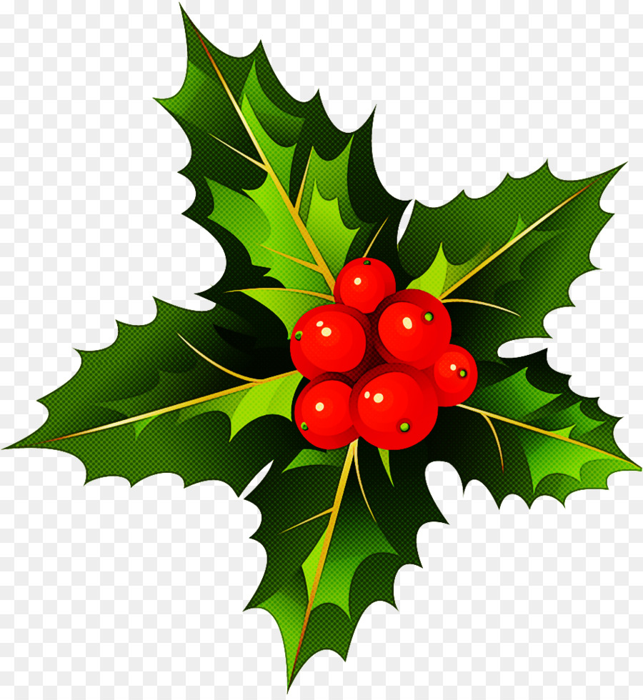 Holly Kırmızı Meyveler Ile，Noel PNG