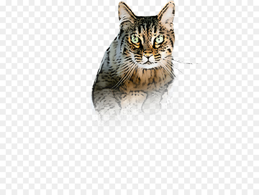 Kedi，Küçük Ve Orta ölçekli Kediler PNG