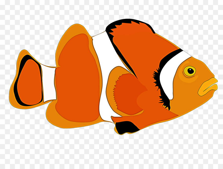 Anemon Balığı，Pomacentridae PNG