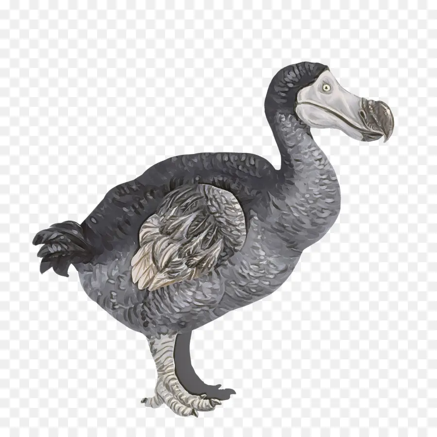 Dodo Kuşu，Yok Olmuş PNG