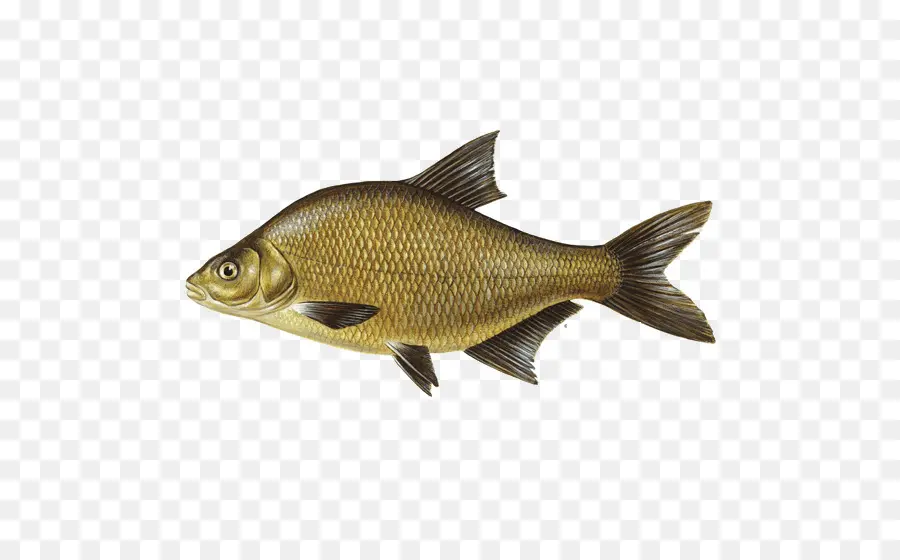Balık，Sazan PNG