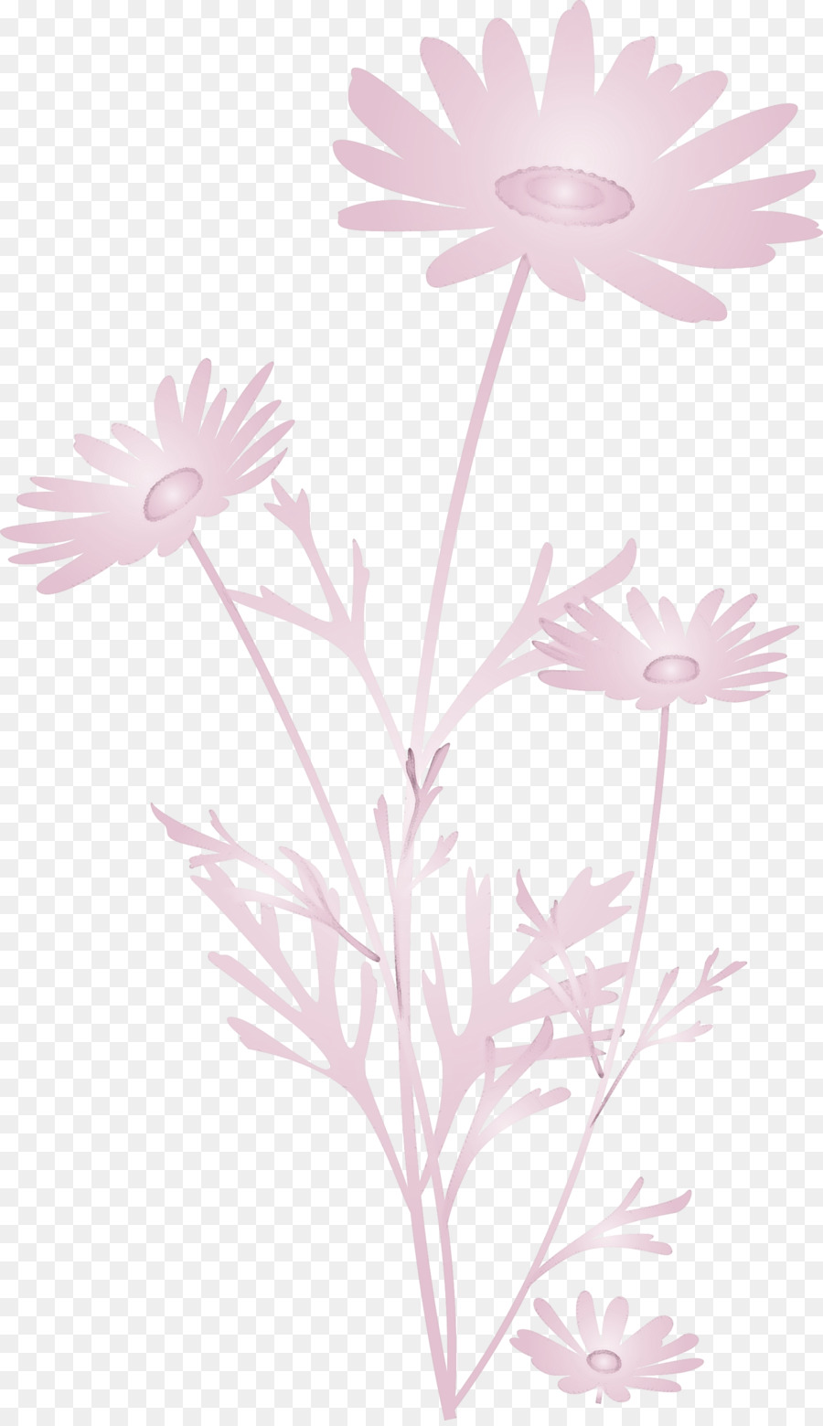 çiçek，Papatya PNG