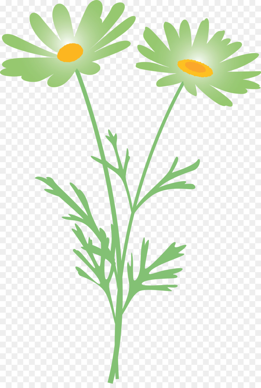 Mayweed，çiçek PNG