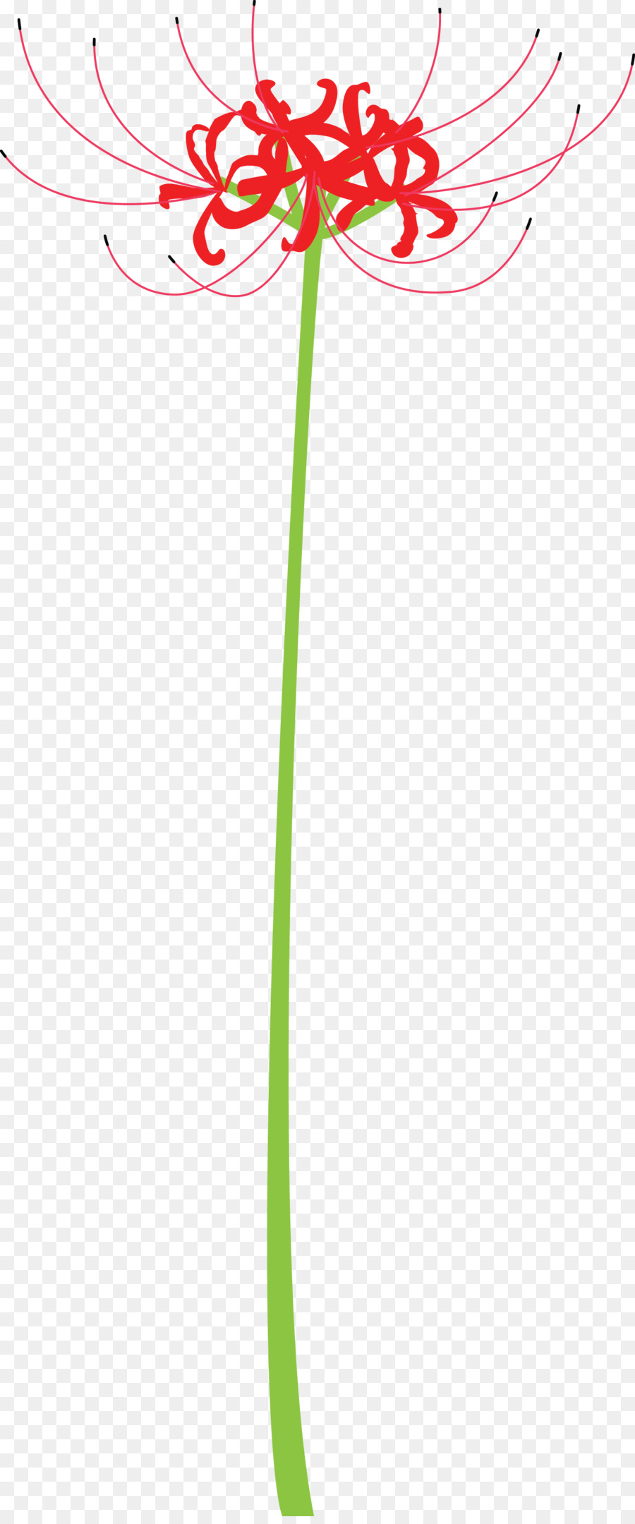 Yeşil，çizgi PNG