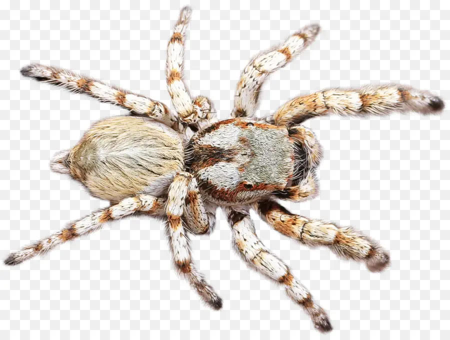 örümcek，Araneus Cavaticus PNG