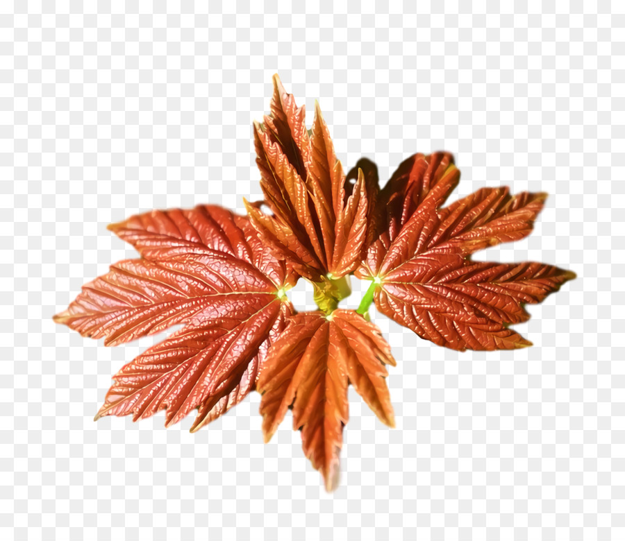 Yaprak，Bitki Yapısı PNG