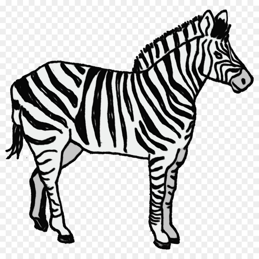 Zebra，Çizgili PNG