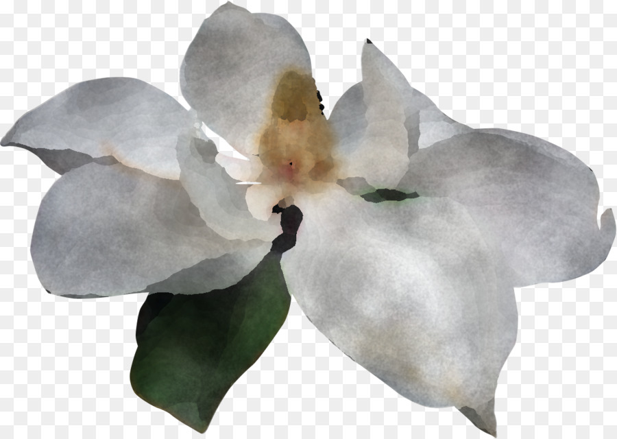 Güve Orkide，Manolya Aile PNG