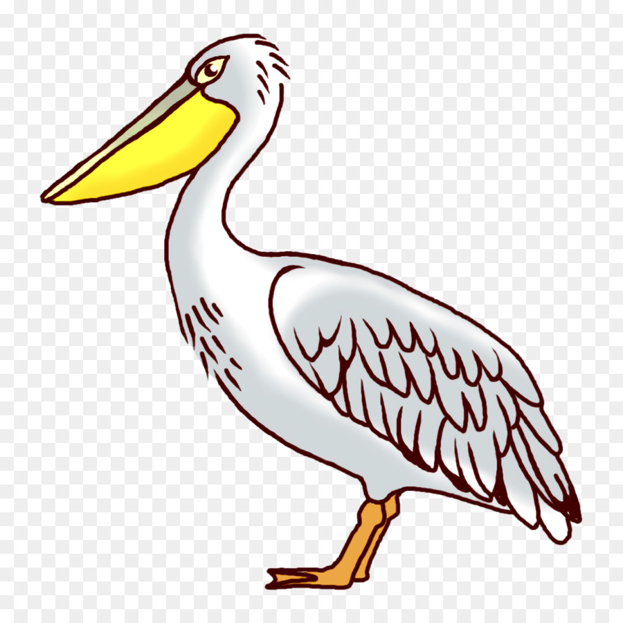 Pelikan，Pelecaniformes PNG
