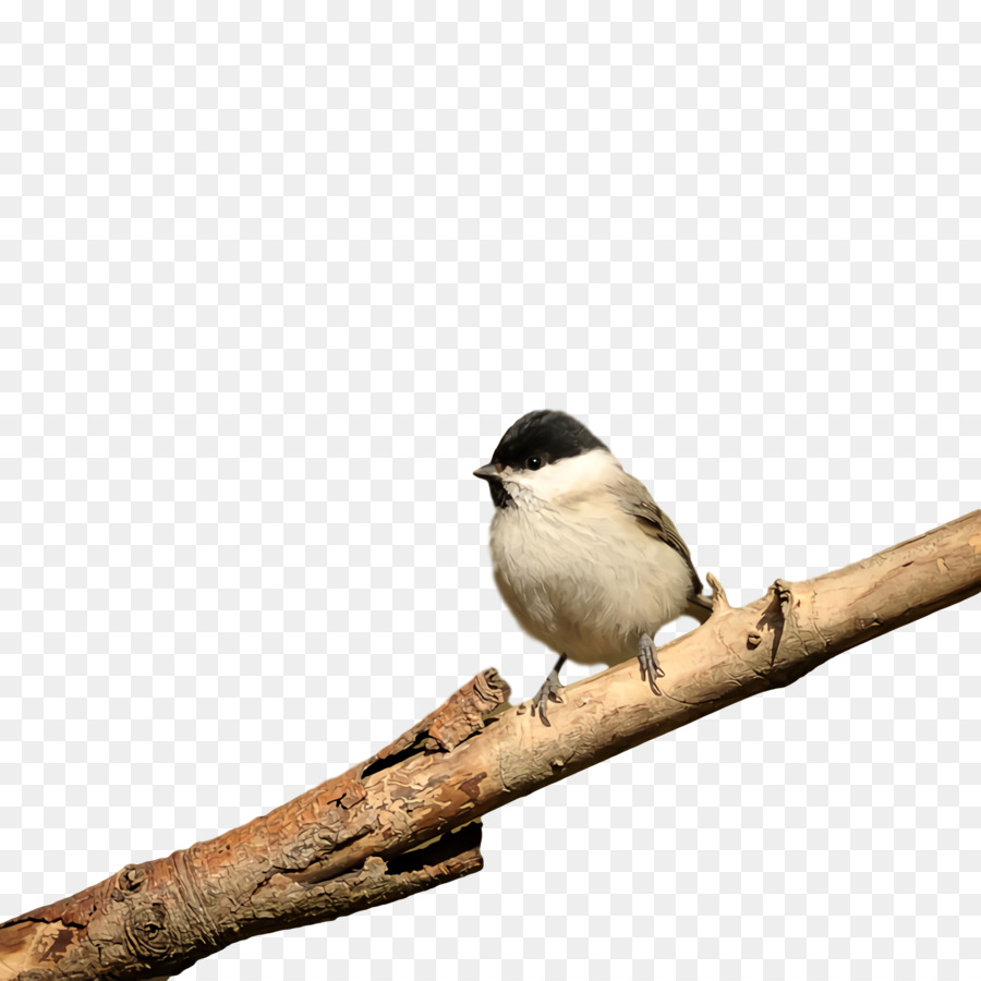 Kiraz Kuşu，Wrens PNG