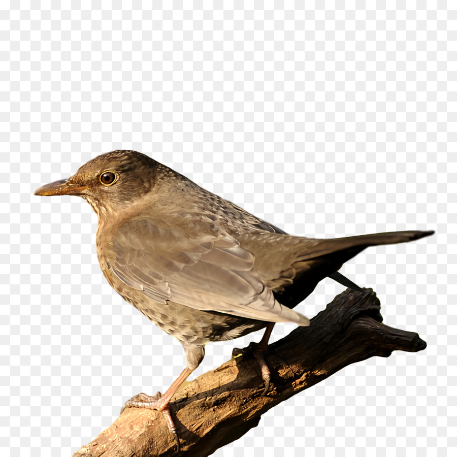 Ev Kuşu，Kuşlar PNG