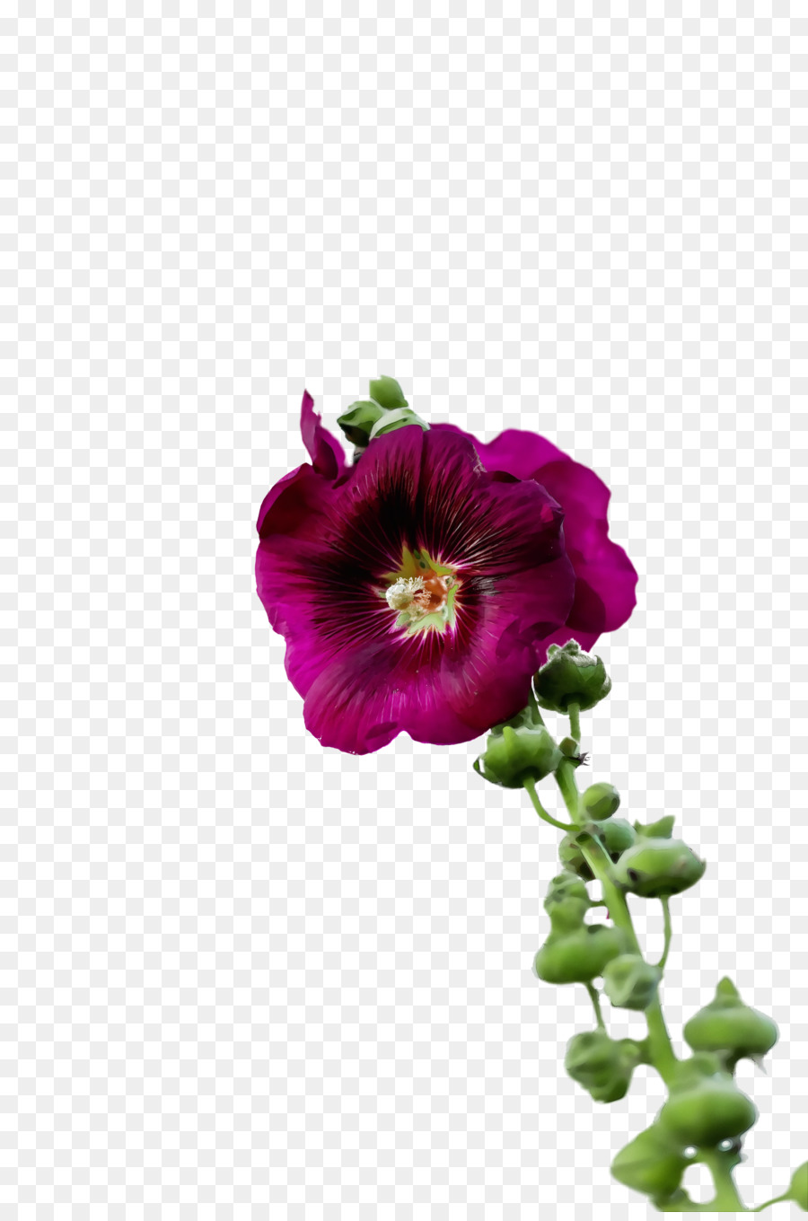 Taç Yaprağı，çiçek PNG