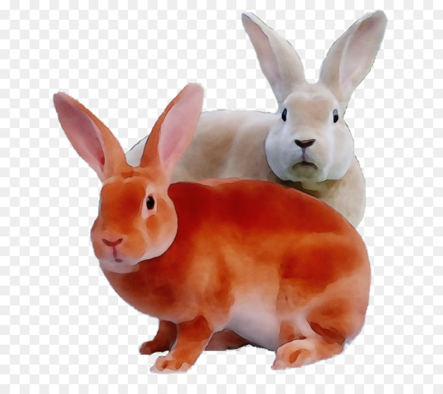Tavşan，Muhbir PNG