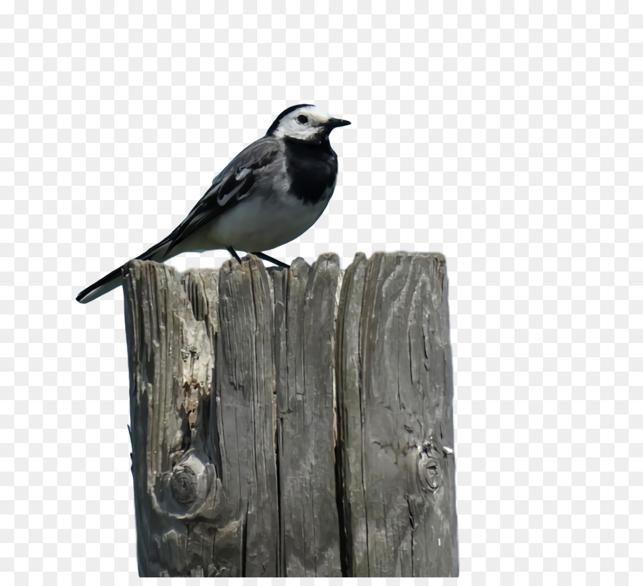 Emberiza，Gaga PNG