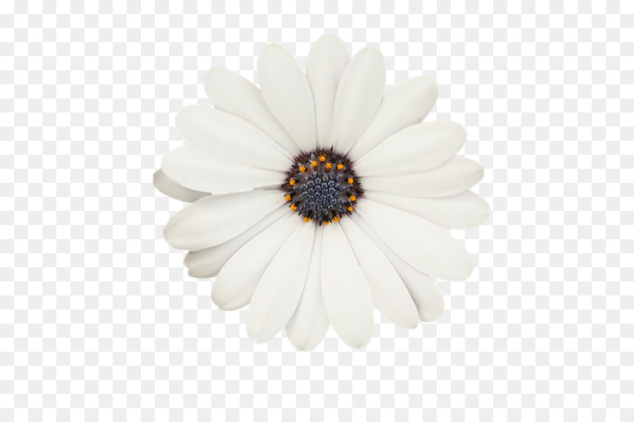 Oxeye Daisy，Transvaal Daisy PNG