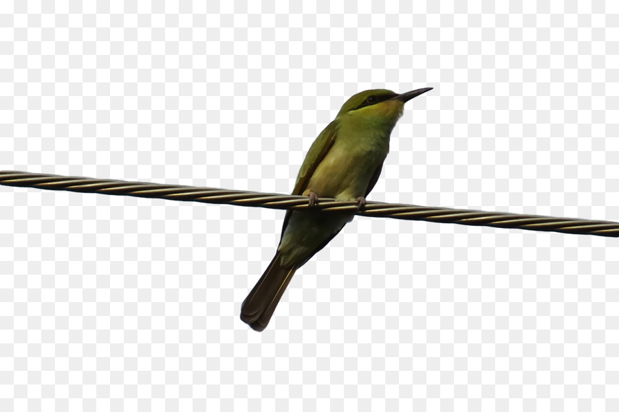 Sinekkuşları，Coraciiformes PNG