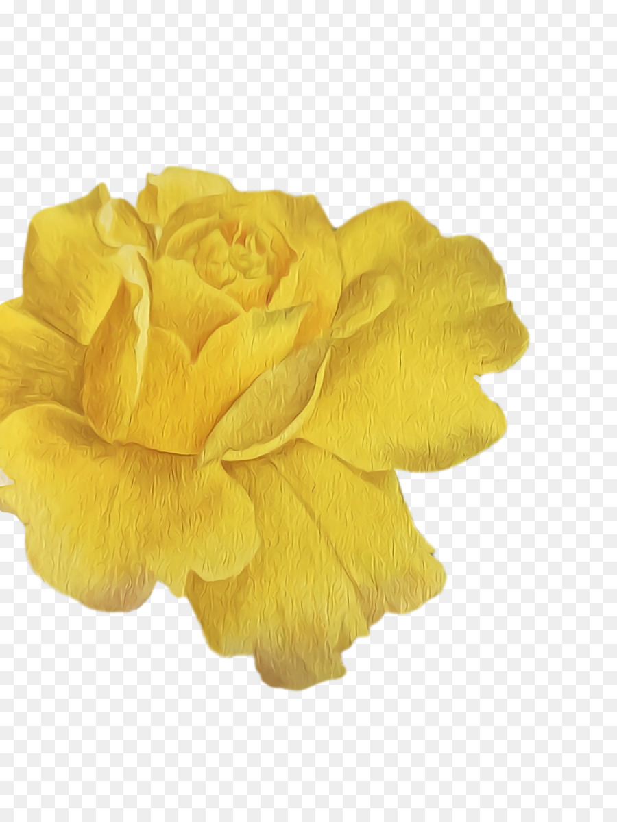 Sarı，Gül PNG