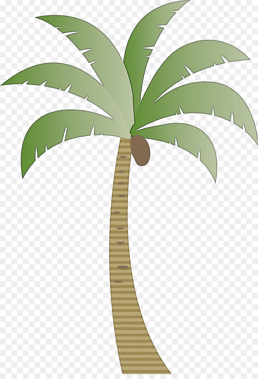 Hindistan Cevizi，Palmiye Ağaçları PNG