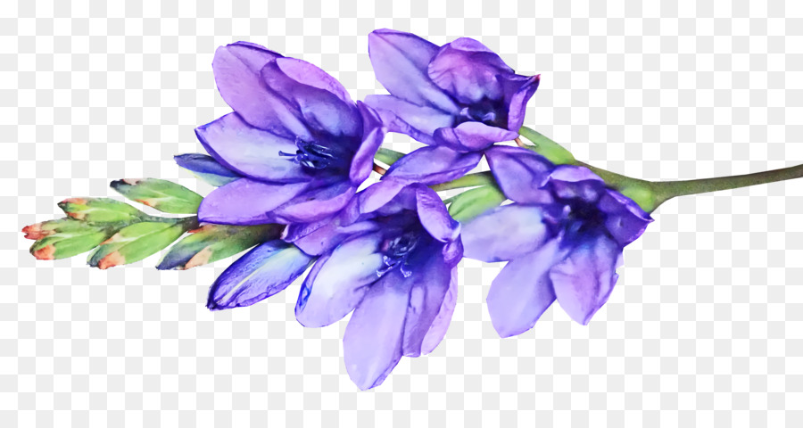 Kesme çiçekler，Sümbül PNG