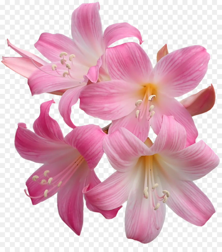 Nergis Zambağı，Çiçek Kesmek PNG