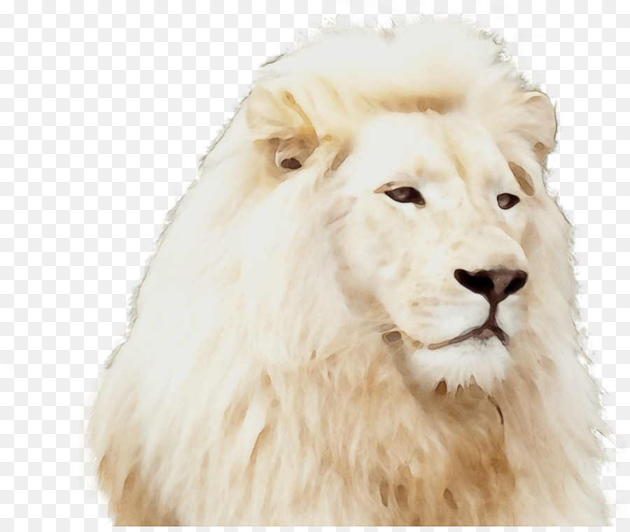 Aslan，Kedi PNG