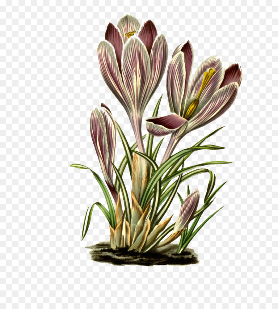 Bitki Kök，çiçek Tasarımı PNG