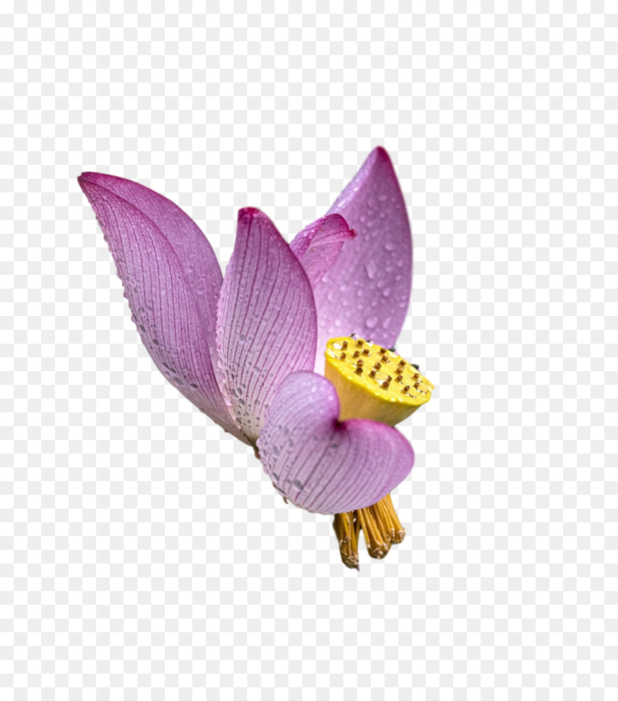 Güve Orkide，Mor PNG