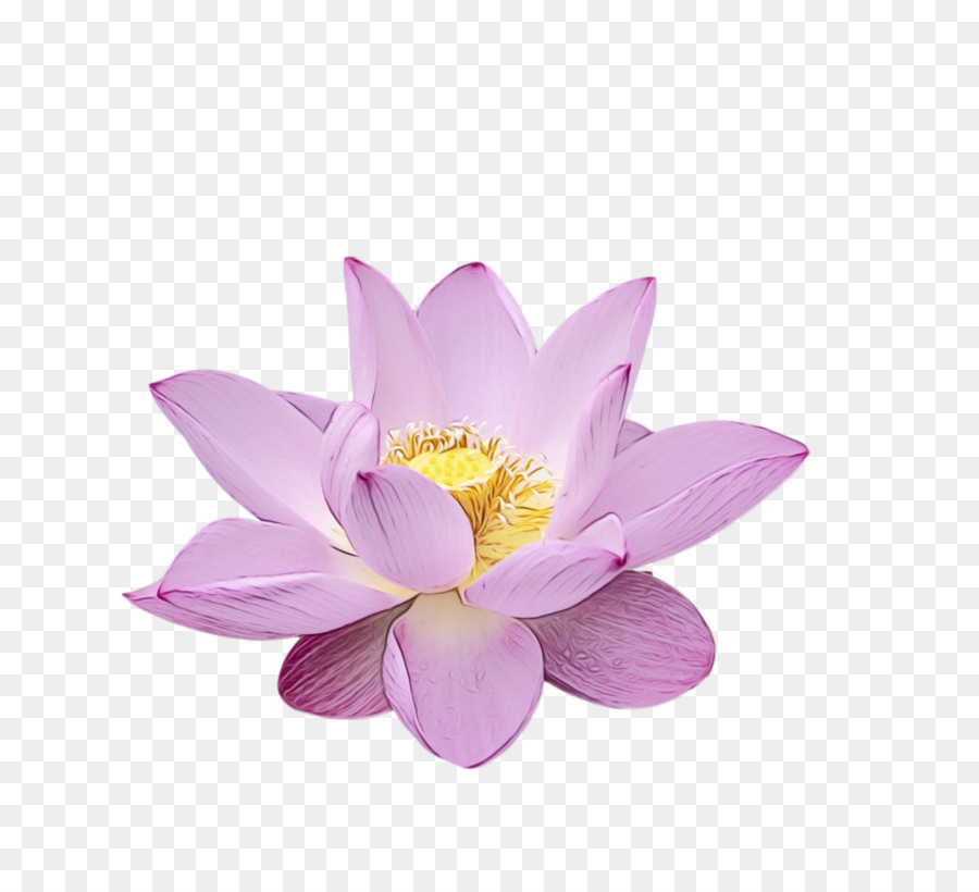 Kutsal Lotus，Mor PNG