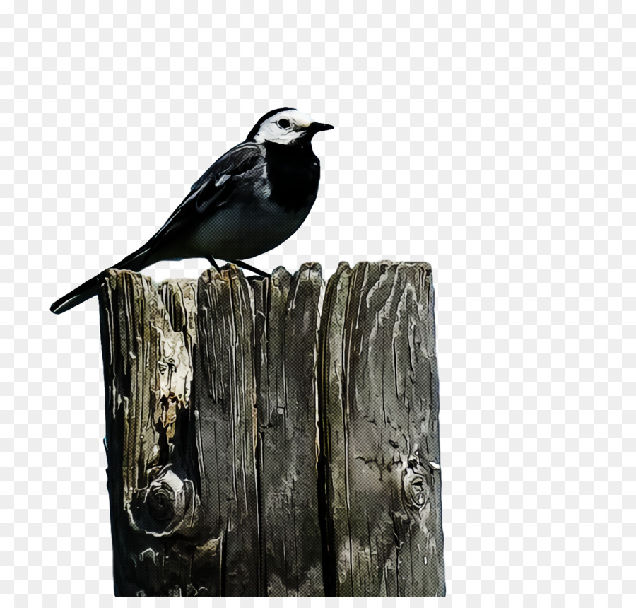 Ev Kuşu，Ispinozlar PNG
