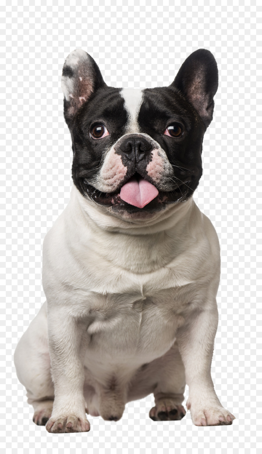 Bulldog，Fransız Bulldog PNG