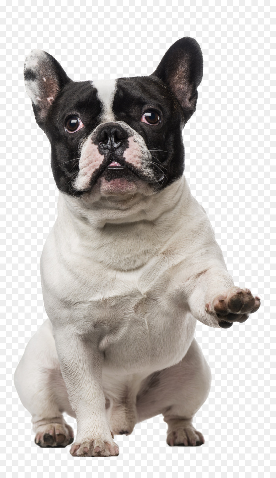 Fransız Bulldog，Oyuncak Buldoz PNG