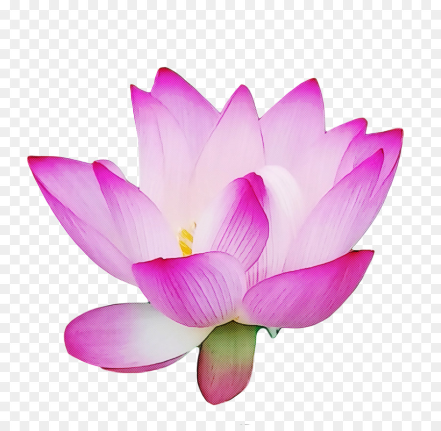 Pembe Lotus，Çiçek Açmak PNG