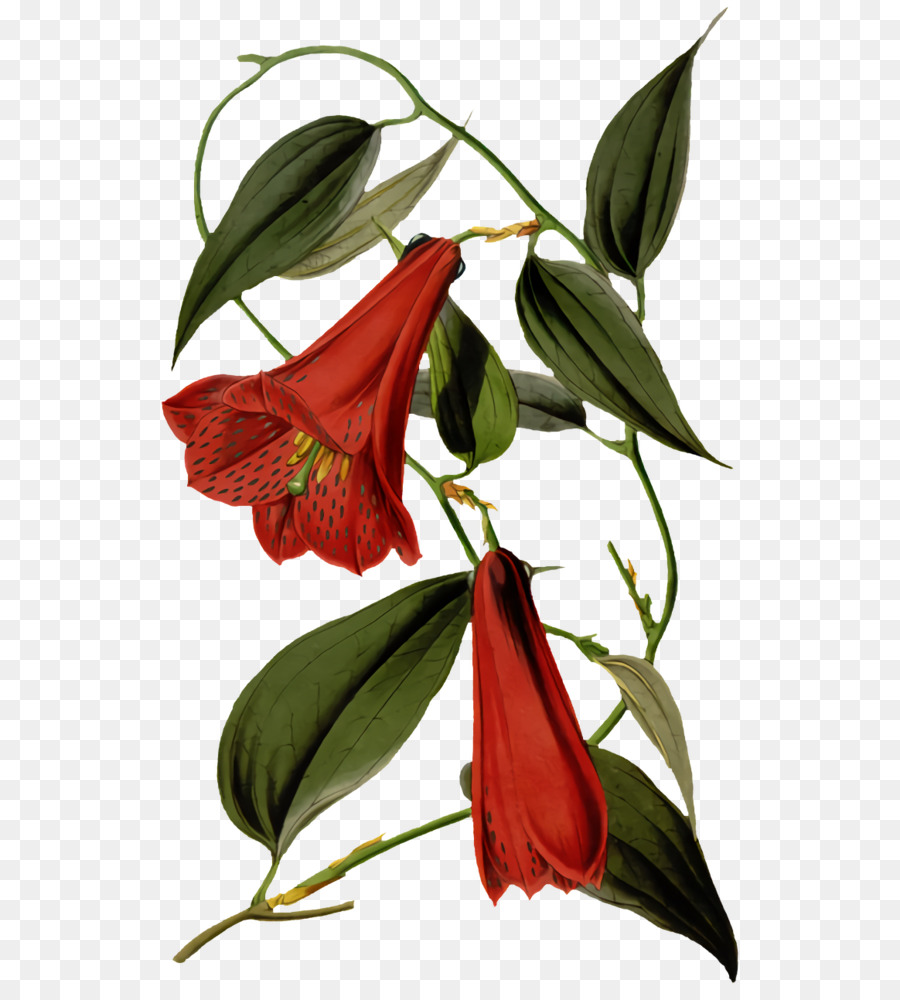 Bitki Sapı，Jersey Lily PNG