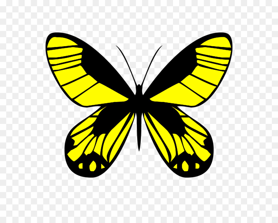 Kelebekler，Gravür PNG
