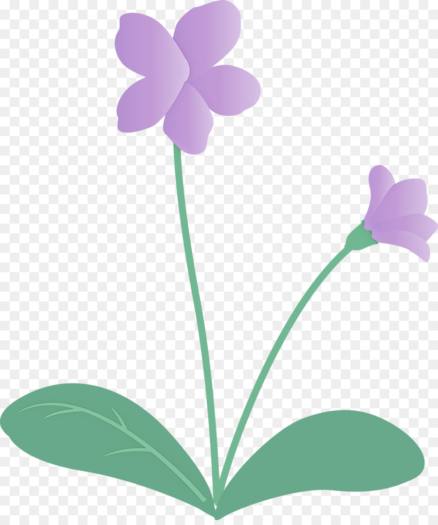 çiçek，Yaprak PNG